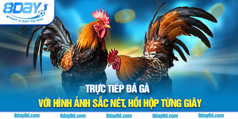Trực tiếp đá gà với hình ảnh sắc nét, hồi hộp từng giây